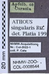 Etiketten zu Athous singularis (NHMW-ZOO-COL-0008544)